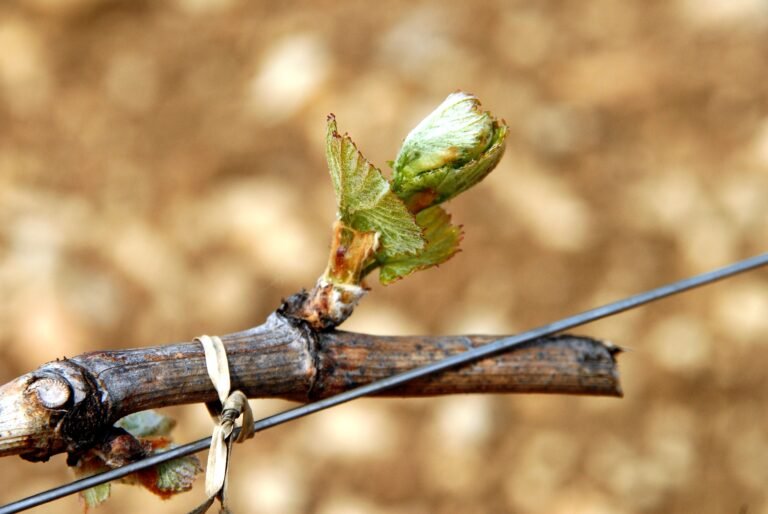 Bourgeon vigne chablis